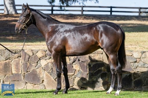 Fiorente X Sail (Macca)