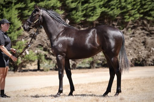 Un-named (Shamus Award - Impulsive Liaison)